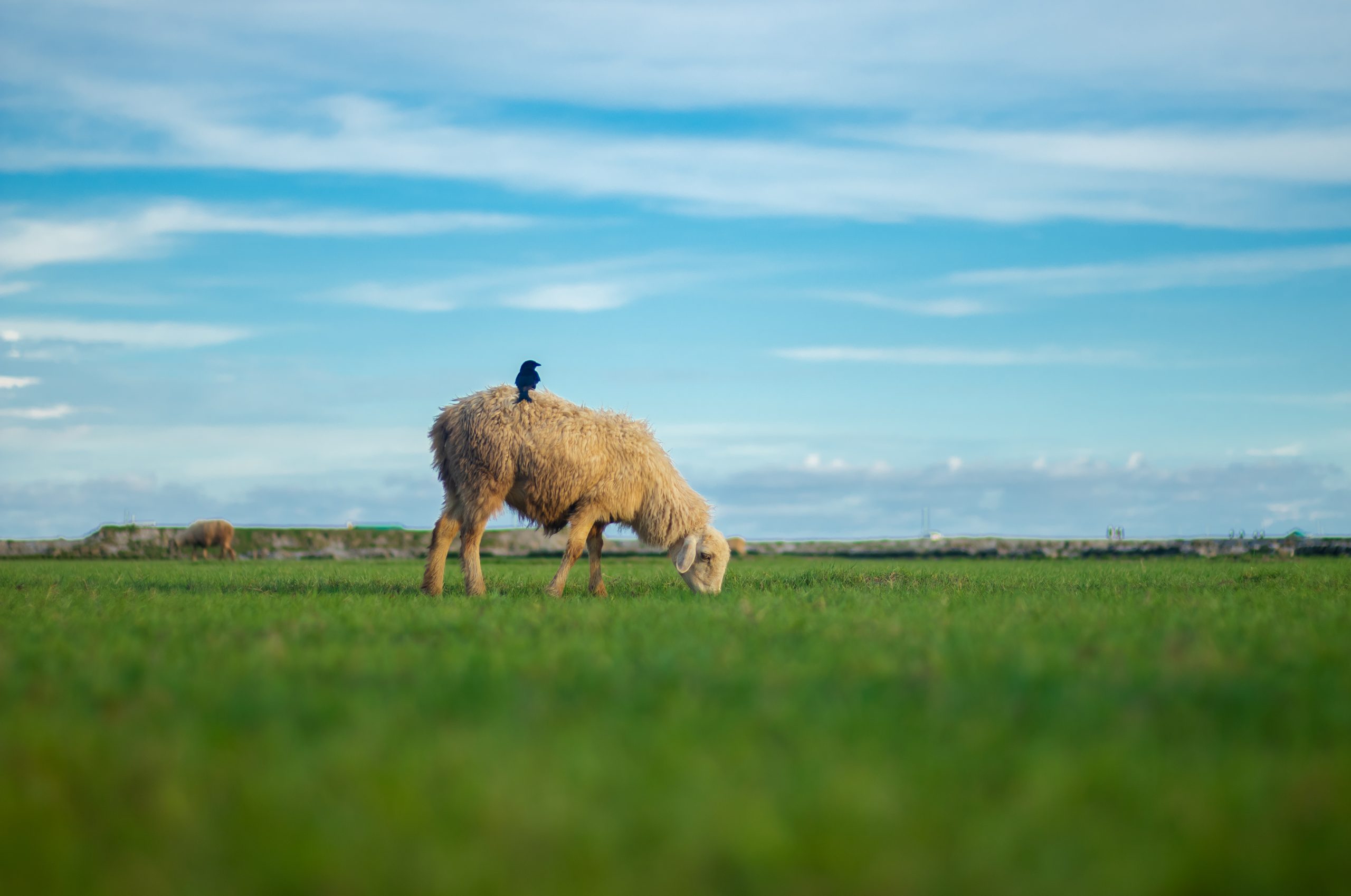 A bird is sitting on the back of a sheep.